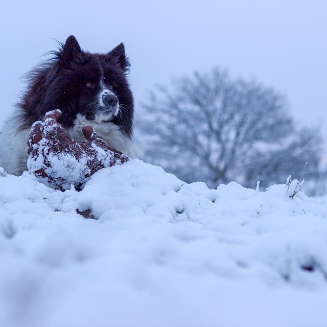 16279429172_0a3d933ea0_o