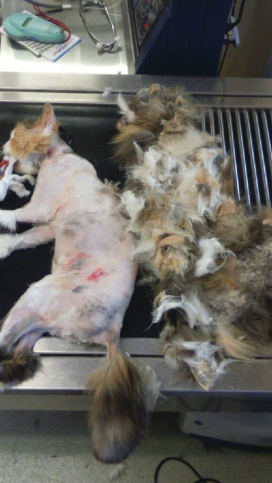 11083922_1067734396575425_4900275026069434244_n